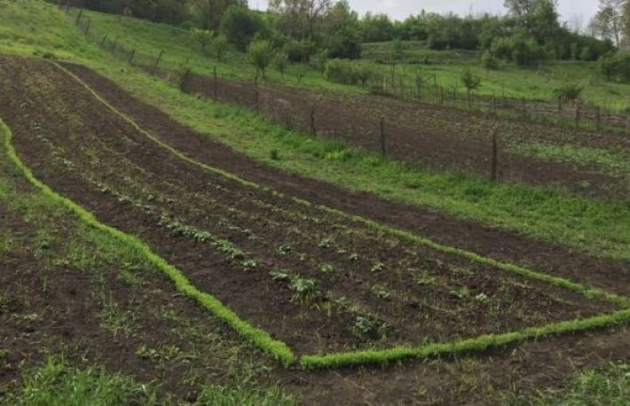 Sfaturi care te ajuta să scapi de buruieni cu soluții naturale.