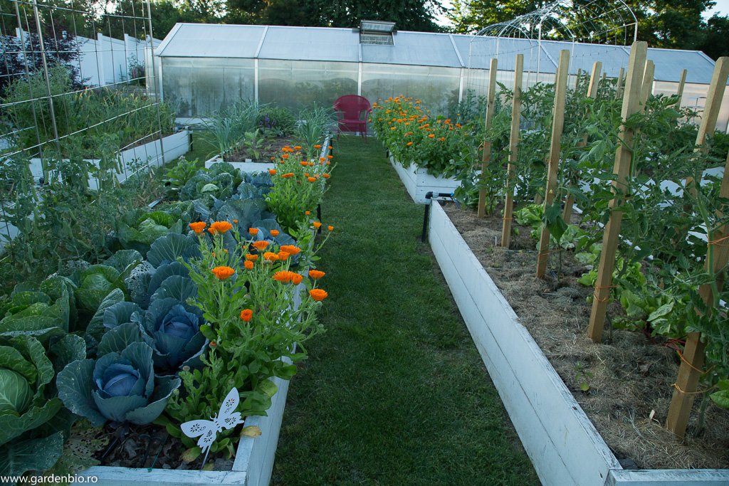 Nu vorbim despre afaceri în agricultură!Grădină ce poate asigura legume proaspete unei familii cu 3-4 membri