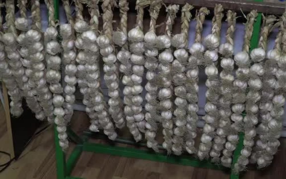 “Usturoiul de Copălău” este unic în lume şi se spune că vindecă boli grave! Legumele românești ar putea ajunge branduri recunoscute în Europa