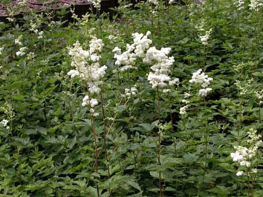 Remediul natural care te scapă de neplăcutele viroze respiratorii şi gripă