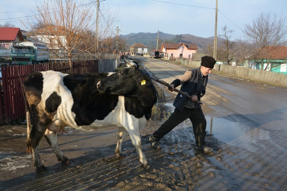 Un țăran a cumpărat o vacă dintr-un sat vecin și a dus-o în satul său. De când au ajuns în ogradă, noapte de noapte, câinii lui lătrau non-stop