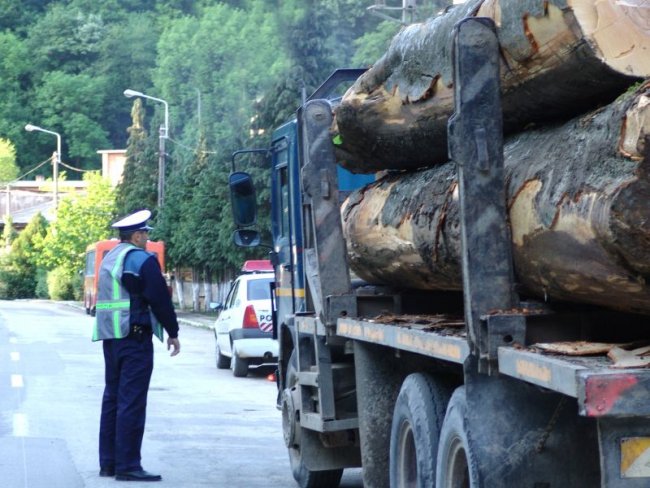 E LEGE! Furtul de arbori va intra direct sub incidenţă penală, indiferent de prejudiciu, iar camioanele sau tirurile cu care sunt transportaţi arborii tăiaţi ilegal vor putea fi confiscate