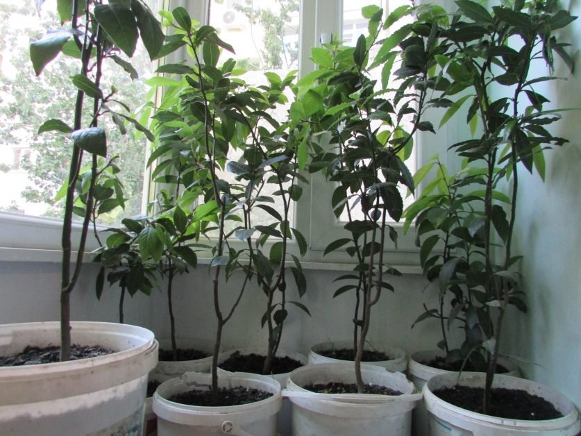 Dafinul poate fi crescut și in ghiveci. Tot ce trebuie sa știi despre plantat și beneficiile pe care ni le aduce.