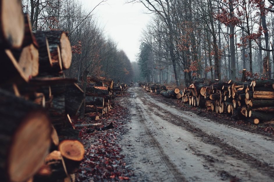 Pandemiile vor deveni tot mai frecvente, se vor răspândi mai rapid, vor produce mai multe pagube economice şi vor ucide mai multe persoane decât noul virus dacă nu se va acţiona pentru a stopa degradarea naturii