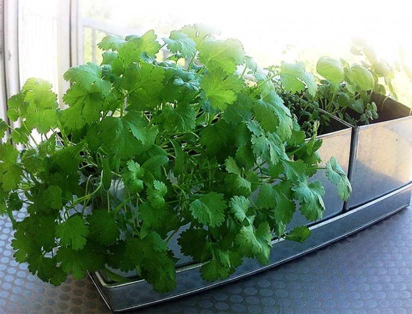 Sfaturi pentru cei ce doresc sa planteze patrunjelul in ghiveci, in casa.