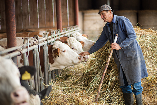 FERMIER ROMÂN: PREȚ DE BATJOCURĂ, AM VÂNDUT VACA CU 5 LEI PE KILOGRAM!