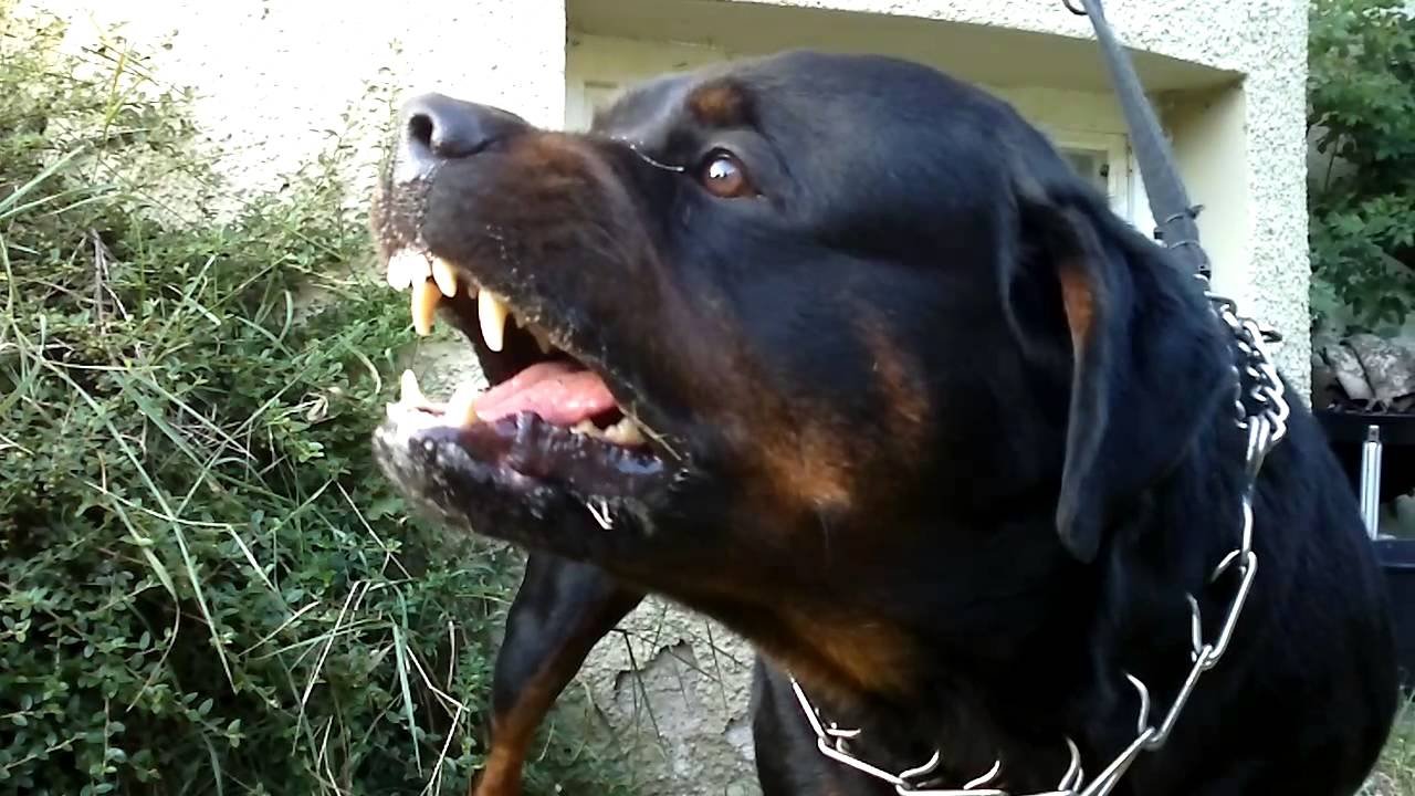 Femeie sfâșiată de patru câini Rottweiler în Suceava. Suceveanca se află acum în stare gravă la spital