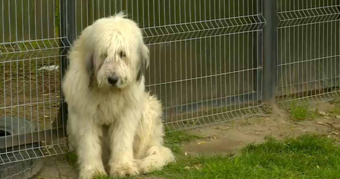 Povestea cățelului care a rămas singur în curtea abandonată dupa ce stăpânii i-au murit în urmă cu 3 ani ! In toți acești ani el a așteptat