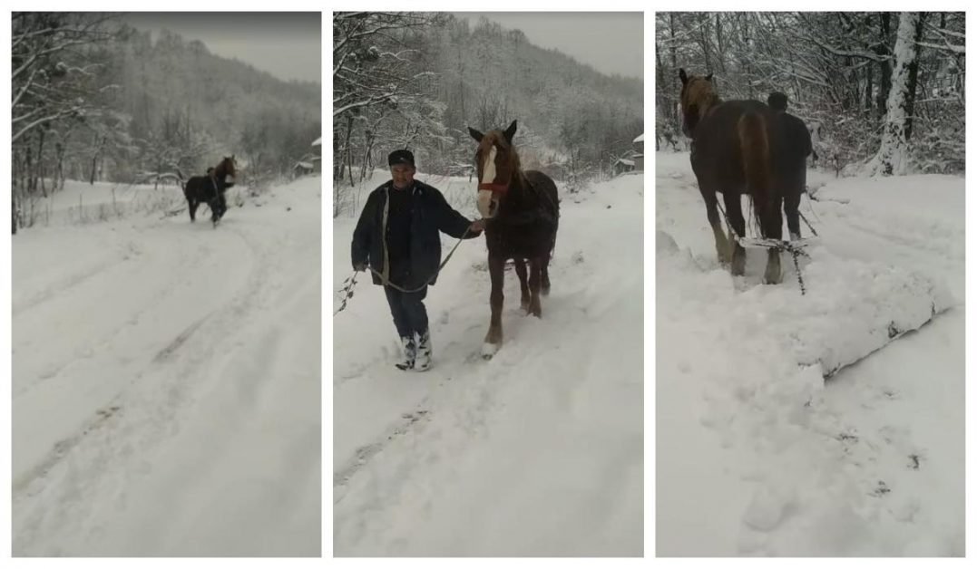 Atunci când autorităţile te ignoră, e bine să înveţi să te descurci singur. Deszăpezire cu calul în judeţul Satu Mare