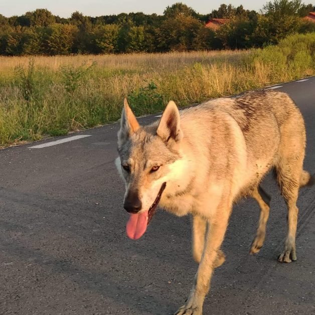 Ne-a dat o lectie de supravieturire. Povestea Aryei, catelusa care a strabatut peste 250 de kilometri in cautarea stapanului.