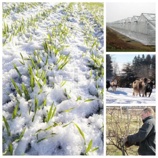 Calendarul Fermierului: În februarie, principalele lucrări agricole pe trebuie sa le faceti
