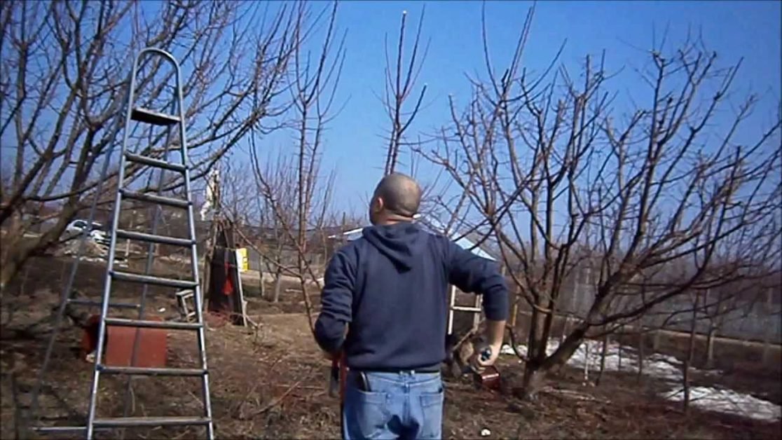 Cum se pregătesc pomii înainte de înmugurire. Reguli stricte de toaletare şi de curăţare. Tratamente de făcut în livada de familie
