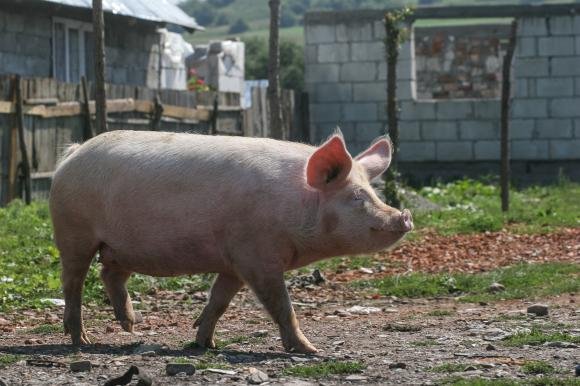 Lovitura dura pentru oamenii de la sate: Nu mai au voie cu mai mult de 5 porci in gospodarii