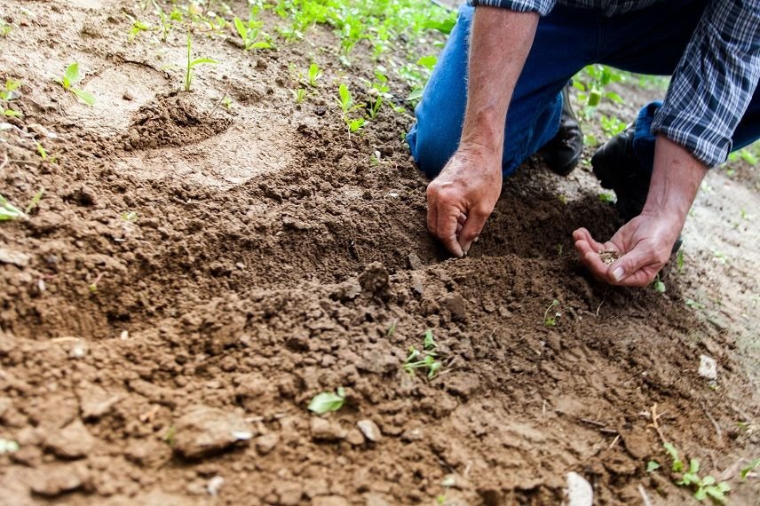 Lista legumelor care se plantează în luna aprilie în câmp sau în grădină