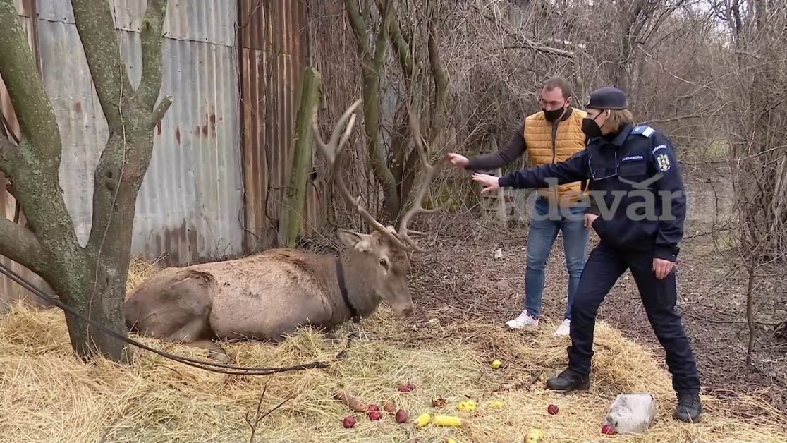 VIDEO Povestea emoţionantă a salvării lui Ghica, o mândreţe de cerb care trăgea să moară pe malul unui râu