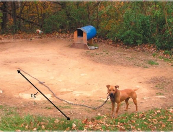 Stai la casă și ai un câine în curte? Lanțul lui trebuie să aibă o lungime minimă