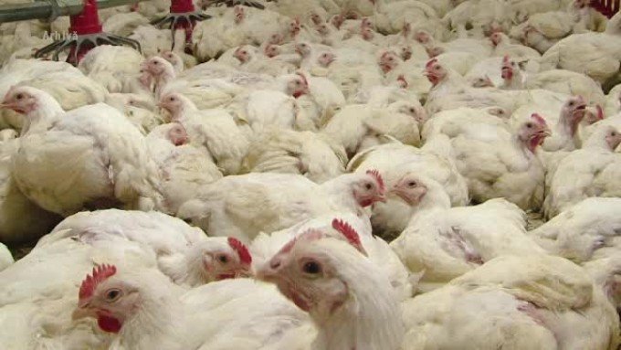 Efectele hormonilor din carne. Fetiță de 10 ani, ”îmbătrânită” de alimentație cu 2 ani