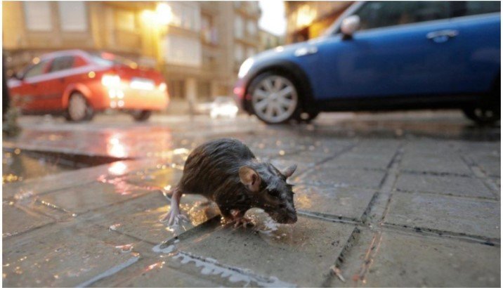 Invazie de șobolani în Capitală. Imagini șocante pe străzi. „Comunicația în această intersecție este întreruptă de aproape 48 ore din cauza rozătoarelor care s-au hrănit cu cablurile”
