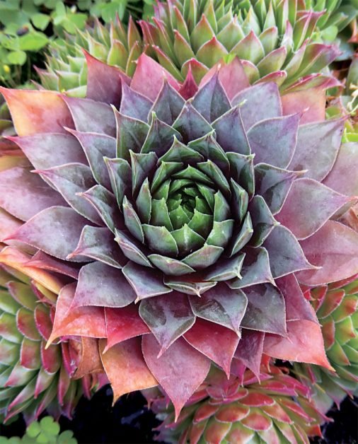 Urechelnita, planta medicinala care te scapa de orice fel de boala de piele si alergii
