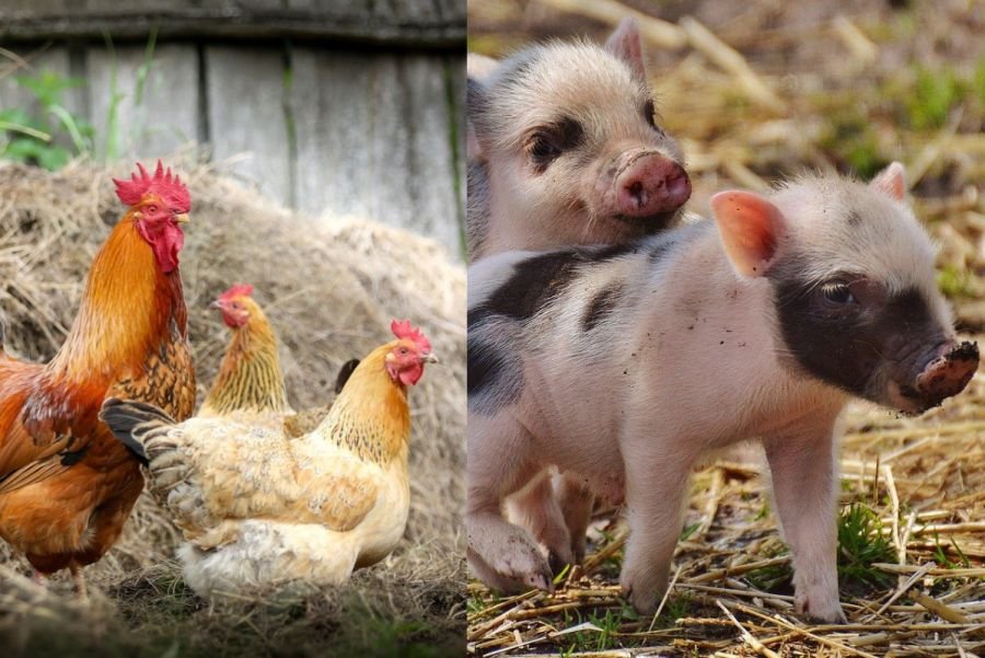 Se interzice creșterea animalelor și păsărilor de curte în gospodării! Unde s-a luat această decizie? Amendă între 1.000 și 1.500 lei