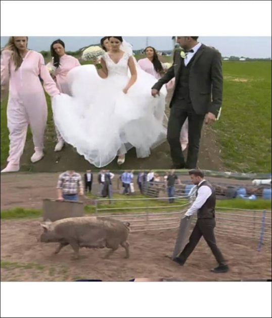 Mireasa infuriata dupa ce mirele i-a organizat o nunta cu porci! Când a văzut a ramas fara cuvinte.. Erau zeci de porci peste tot… De ce a făcut asta bărbatul și cum s-a răzbunat mireasa
