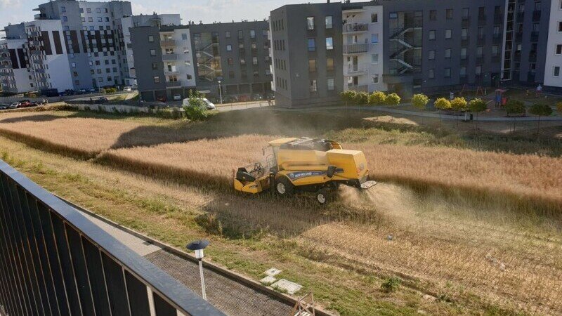 Imagini virale. Fermier filmat când își recoltează grâul de pe un teren aflat între blocuri. VIDEO