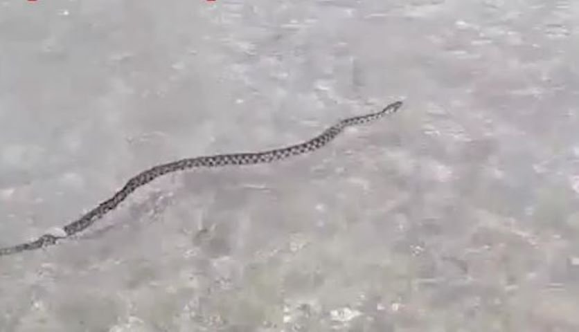Video. Un șarpe, filmat plutind în Marea Neagră lângă sute de turiști