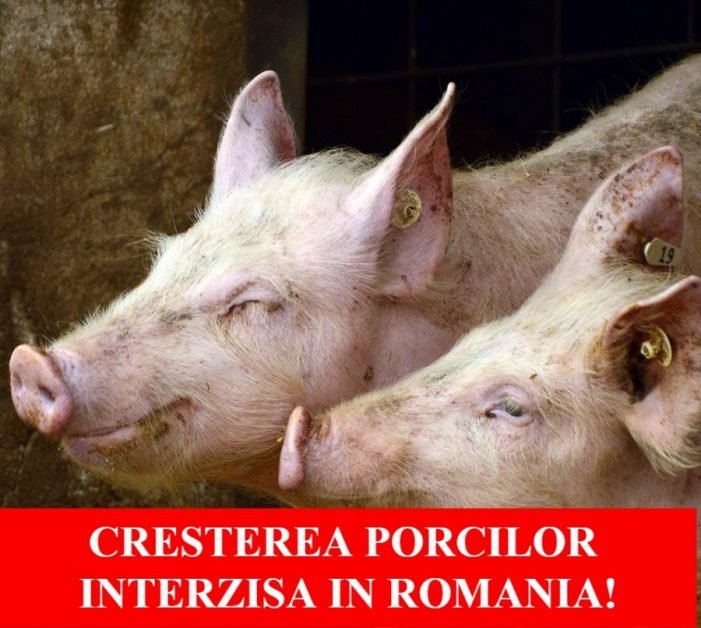 E dezastru! Veste cumplită pentru milioane de români care locuiesc la curte. Este INTERZIS incepand de AZI