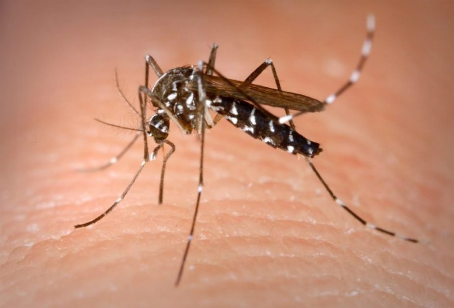 In casa ta nu vor mai fi niciodata muste, tantari sau gandaci de bucatarie. Amestecul natural care le alunga pe vecie