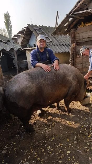 Cel mai mare porc din țară: o jumătate de tonă