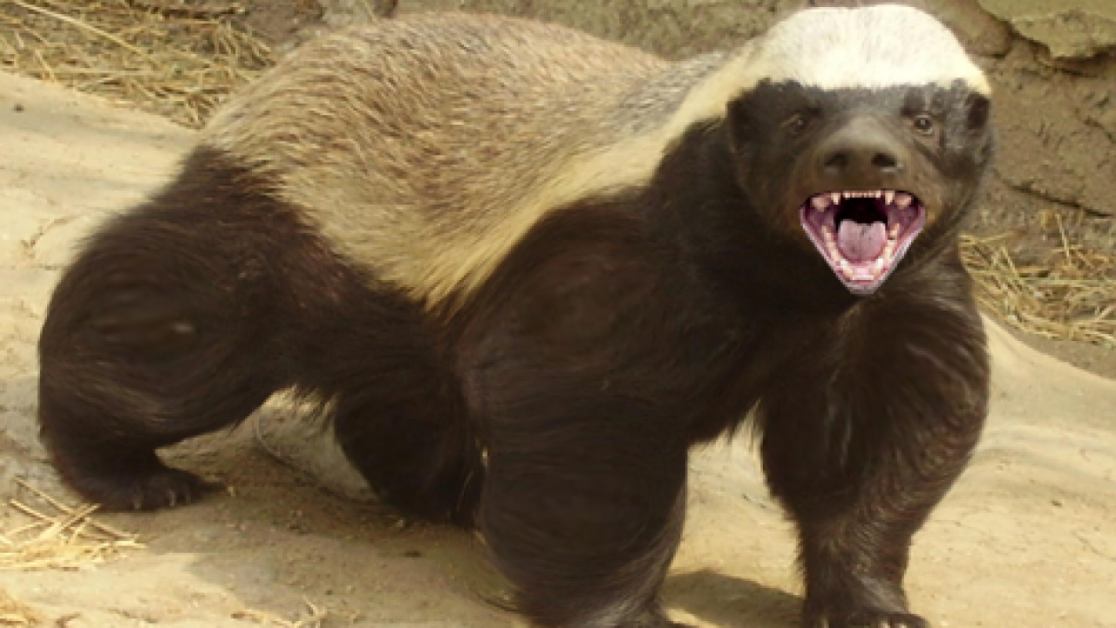 Cel mai agresiv animal de pe planetă. Deși nu are dimensiuni impresionante, nu se teme de nimic. Nu ezită să atace leii sau gheparzii