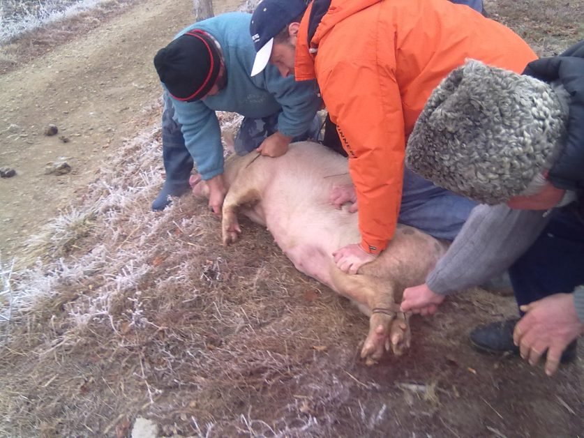 Povestea unui roman stabilit in America – DESPRE PORC. “De criză, de dor şi de fiţe mi-a venit ideea să tai porc de Crăciun”