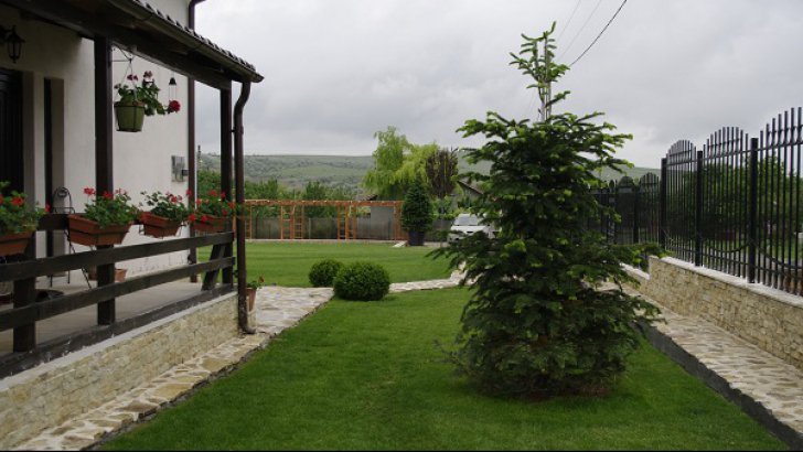 Sa nu plantezi niciodata un brad langa casa. Motivul NEBĂNUIT pentru care nu trebuie sa faci asta