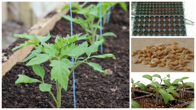 CUM OBȚINEȚI RĂSADURILE: pașii de urmat DE LA SEMĂNAT LA PLANTARE!