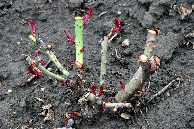 Cum se îngrijesc trandafirii primăvara pentru a fi înfloriţi toată vara