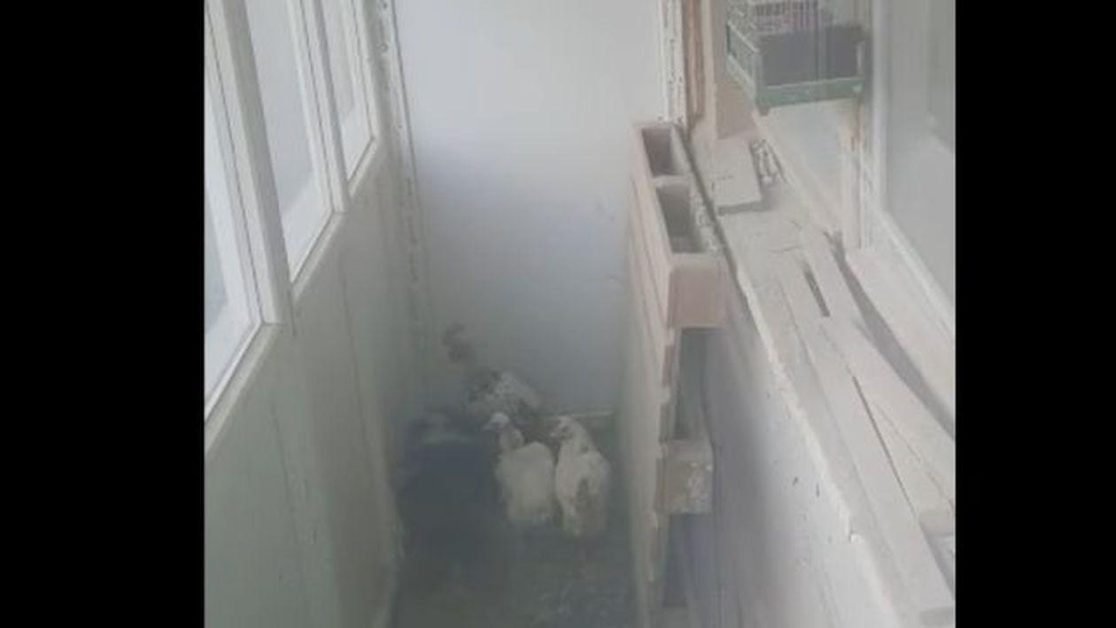 Situație disperată pentru locatarii unui bloc. Un bărbat din București crește găini în balcon!