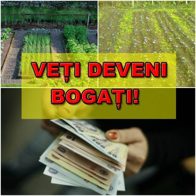 CULTIVAȚI această PLANTĂ în grădină!A apărut pe câmpurile din România. Un kg costă cât o garsonieră în București