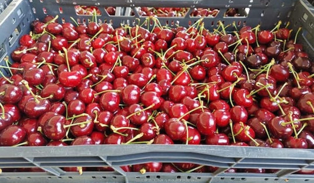 Au aparut primele cirese in pietele din Romania. Ireal cat costa un kilogram