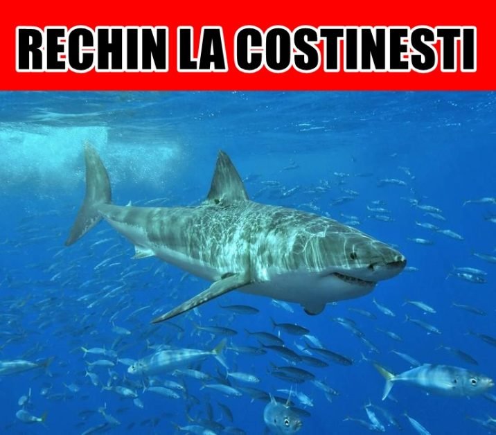 Un român a dat de un rechin la Costinești, în timp ce făcea scufundări. Cum arată rechinul din specia „câinele de mare” din Marea Neagră
