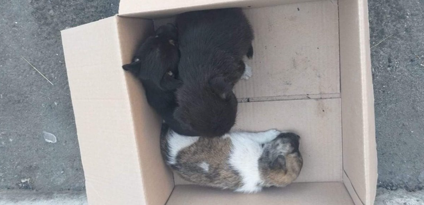 Un bărbat din Buzău a fost amendat cu 12.000 de lei pentru că a abandonat 7 pui de câine