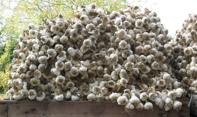 Afacerist italian care cultivă usturoi în România: «Vă vindeţi ieftin terenurile»