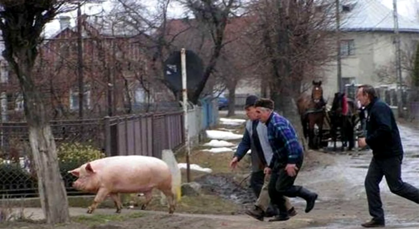 14 rațe furate, soție violată timp de 4 ore și nicio măsură din partea polițiștilor!