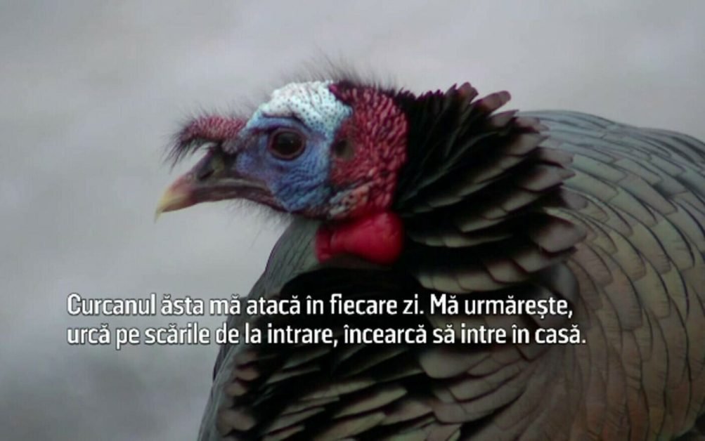 Un curcan terorizează de ceva vreme un întreg cartier, oamenii sunt disperați. ”Mă urmărește, urcă pe scările de la intrare”