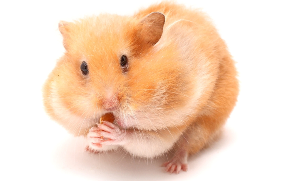 Un hamster poate bea echivalentul a 21 de sticle de vin fără să se îmbete