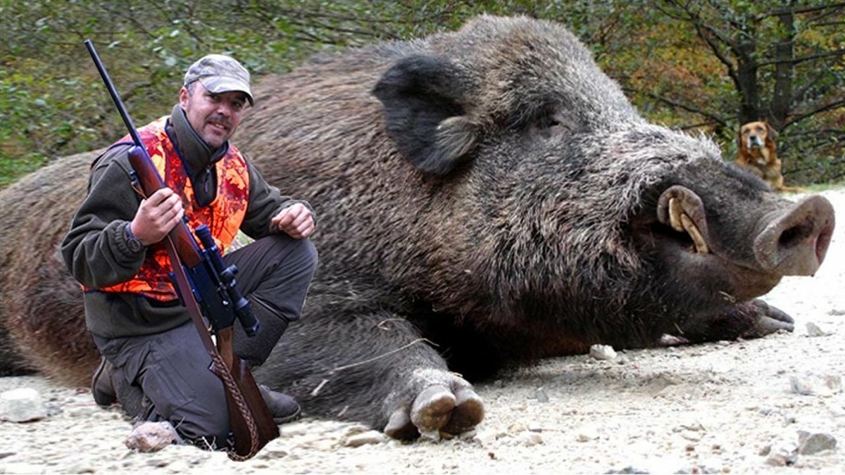 15 animale de dimensiuni impresionante: Cel mai mare mistreț –  3,5 metri și 500 de kilograme!