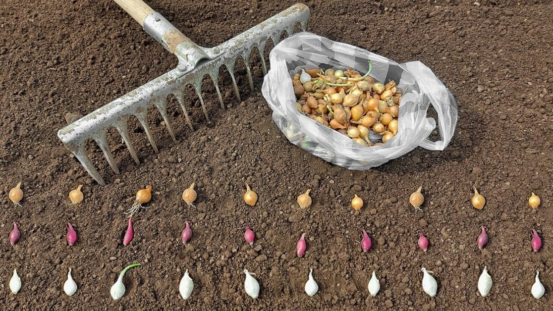 Plantarea arpagicului: trucuri pentru obținerea unei recolte bogate de ceapă