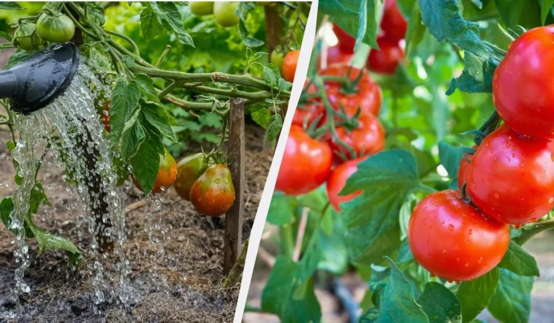 Fertilizarea esențială a roșiilor în iulie: o lingură – și roșiile încep să se coacă!