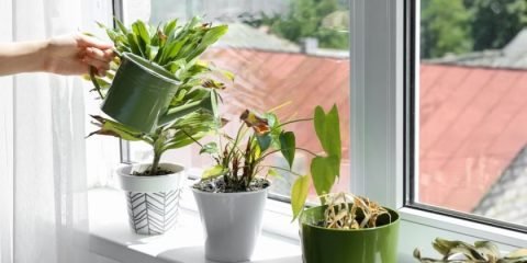 Stresul termic la plantele de interior în timpul verii