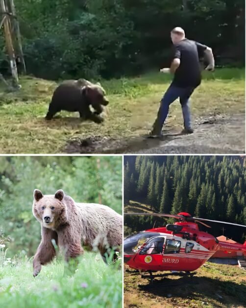 Bărbat de 65 de ani, găsit mort în pădure la Lupeni. Urme de atac de urs