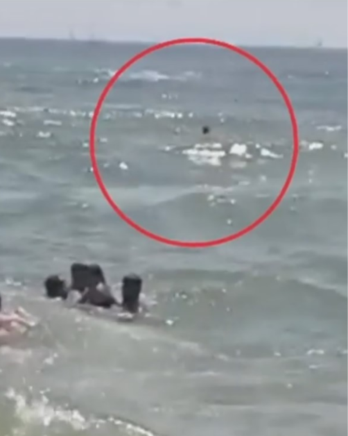 Caravela portugheză invadează plajele Europei. Tentacule de 30 de metri